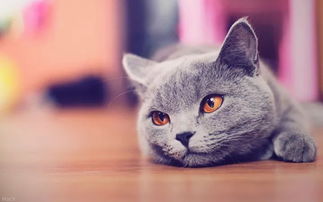 怎么能让宠物猫喜欢