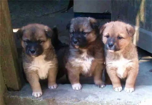 土犬打架宠物狗怎么办