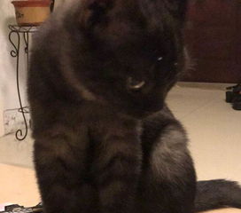 宠物猫怎么养不乱尿