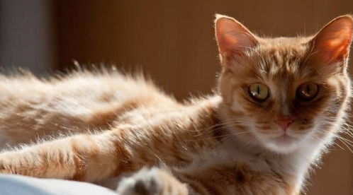 宠物猫怎么预防猫藓传染