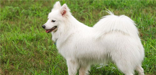 猫狂犬病比例多少