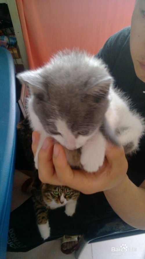 宠物猫的异味怎么去除