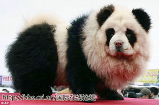 当宠物狗遇到猎犬怎么办