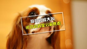 宠物狗一直叫怎么治