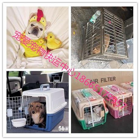 出国怎么托运宠物猫回国