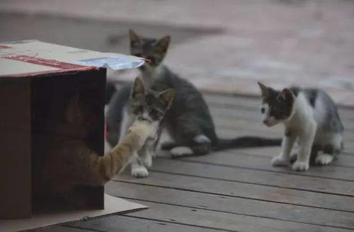 怎么寄走宠物猫