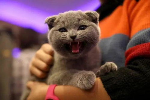 怎么看宠物猫有病毒了没