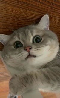 宠物猫怎么去挣钱