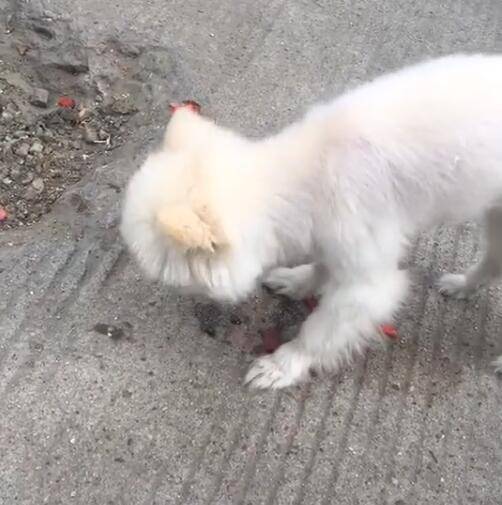 宠物狗突然很护食怎么办