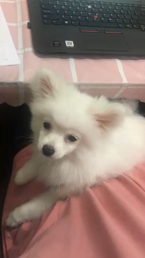 博美犬一只多少元