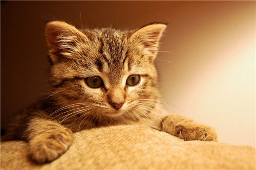 宠物猫怎么唤