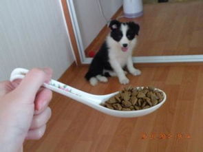 怎么拍宠物狗照片呢女的