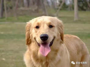 怎么能让宠物狗粘人一点