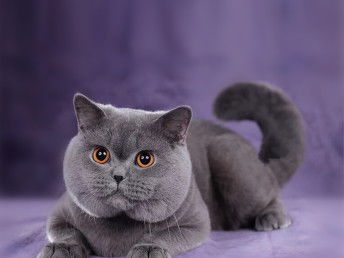 纯种蓝猫多少钱一只