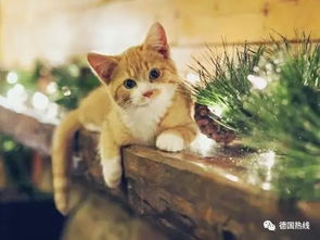 宠物猫怎么航运回国