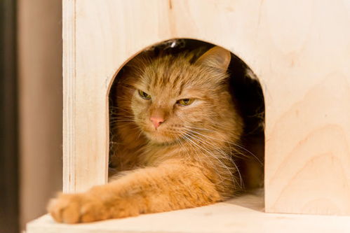 怎么宠物猫做房子