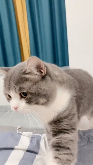 宠物猫哇哇叫怎么办呀