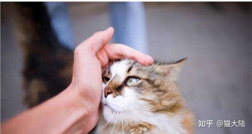 新手怎么挑宠物猫