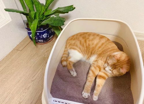宠物猫尿沙发怎么处理