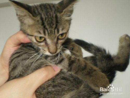 怎么养通灵宠物猫