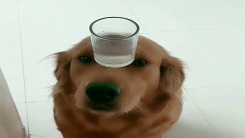 宠物狗那么聪明怎么办呀