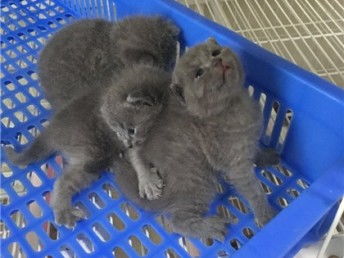 怎么样送宠物猫到家养呢