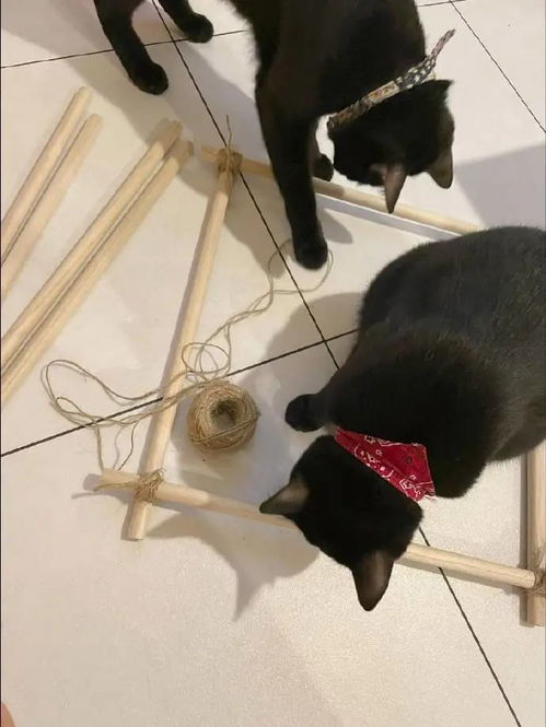 自己做宠物猫窝怎么做的