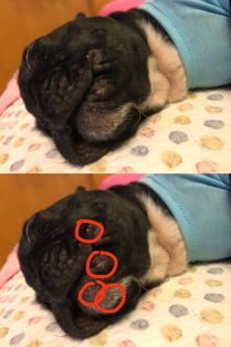 宠物狗嘴巴长泡怎么办