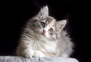 打伤宠物猫怎么赔偿