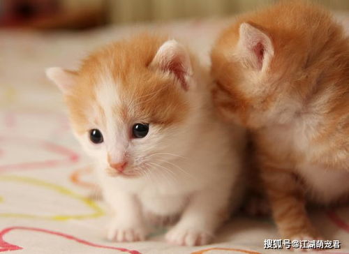 宠物猫怎么独处生活的