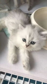 农村怎么买宠物猫