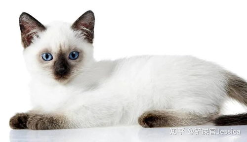 花纹猫宠物猫怎么养的