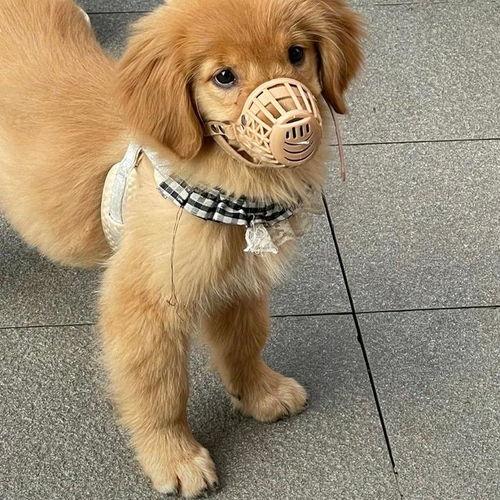 宠物狗的套绳怎么套的啊