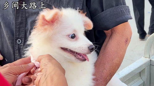 宠物狗老是抓破皮怎么办
