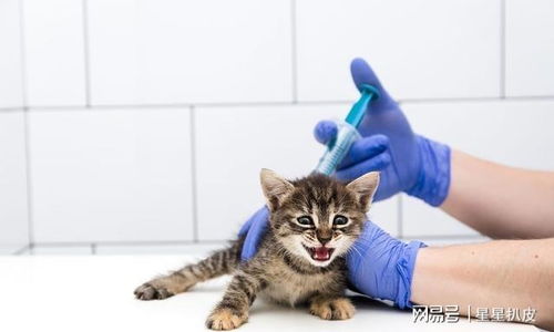 怎么减少宠物猫的叫声