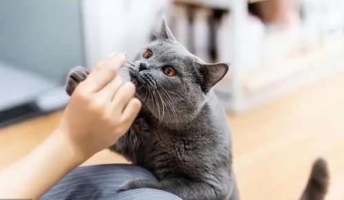 怎么才算是宠物猫