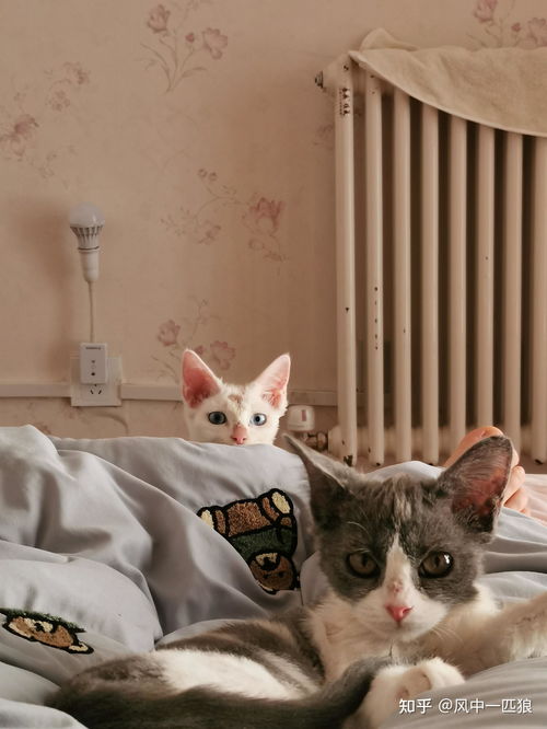 宠物猫癣怎么省钱治疗