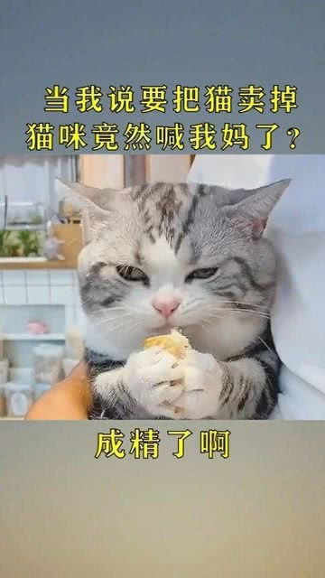 自己的宠物猫怎么卖掉