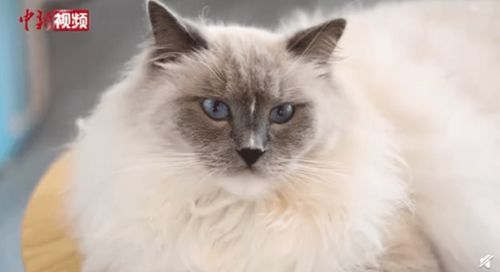 宠物猫怎么养在店面