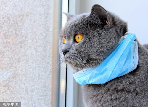 宠物猫用餐具怎么消毒
