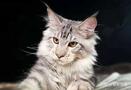 怎么养殖高端宠物猫
