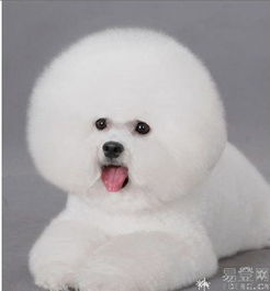 宠物狗比熊缺点怎么办呀