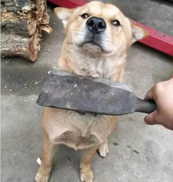 主人怒打宠物狗怎么办