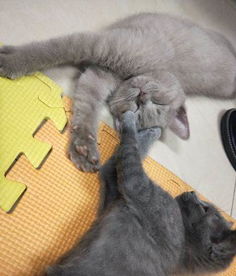宠物猫怎么养不乱叫