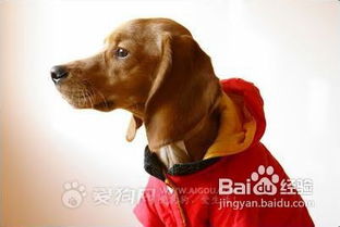 给宠物狗穿衣服怎么穿的