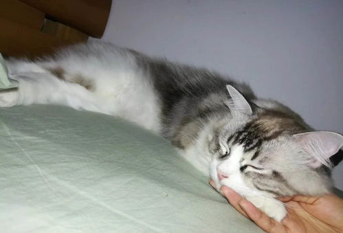 布偶猫宠物猫窝怎么选