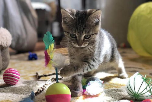 怎么用猫当宠物猫玩具