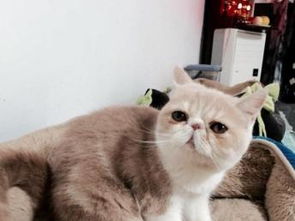 宠物猫画老虎怎么画