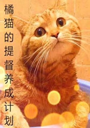 橘猫怎么养成宠物猫