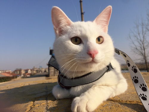 宠物猫怎么出门